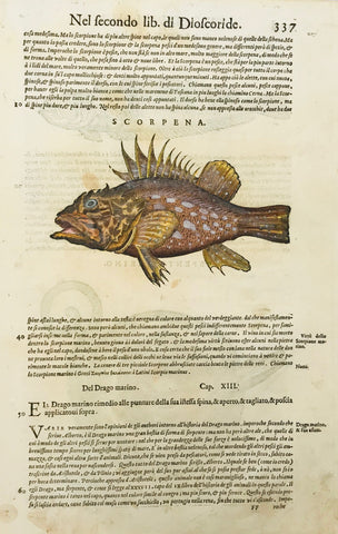 Drago Marino (Stone Fish)  Woodcut by Pietro Andrea Mattioli (1500-1577). Published 1571. Reverse side is printed with another s type of stone fish and a sea snake plus text in Italian. Fine, recent hand coloring. Small repairs on lower margin edge .Some light scattered spotting. 400 years have left their signs of age!