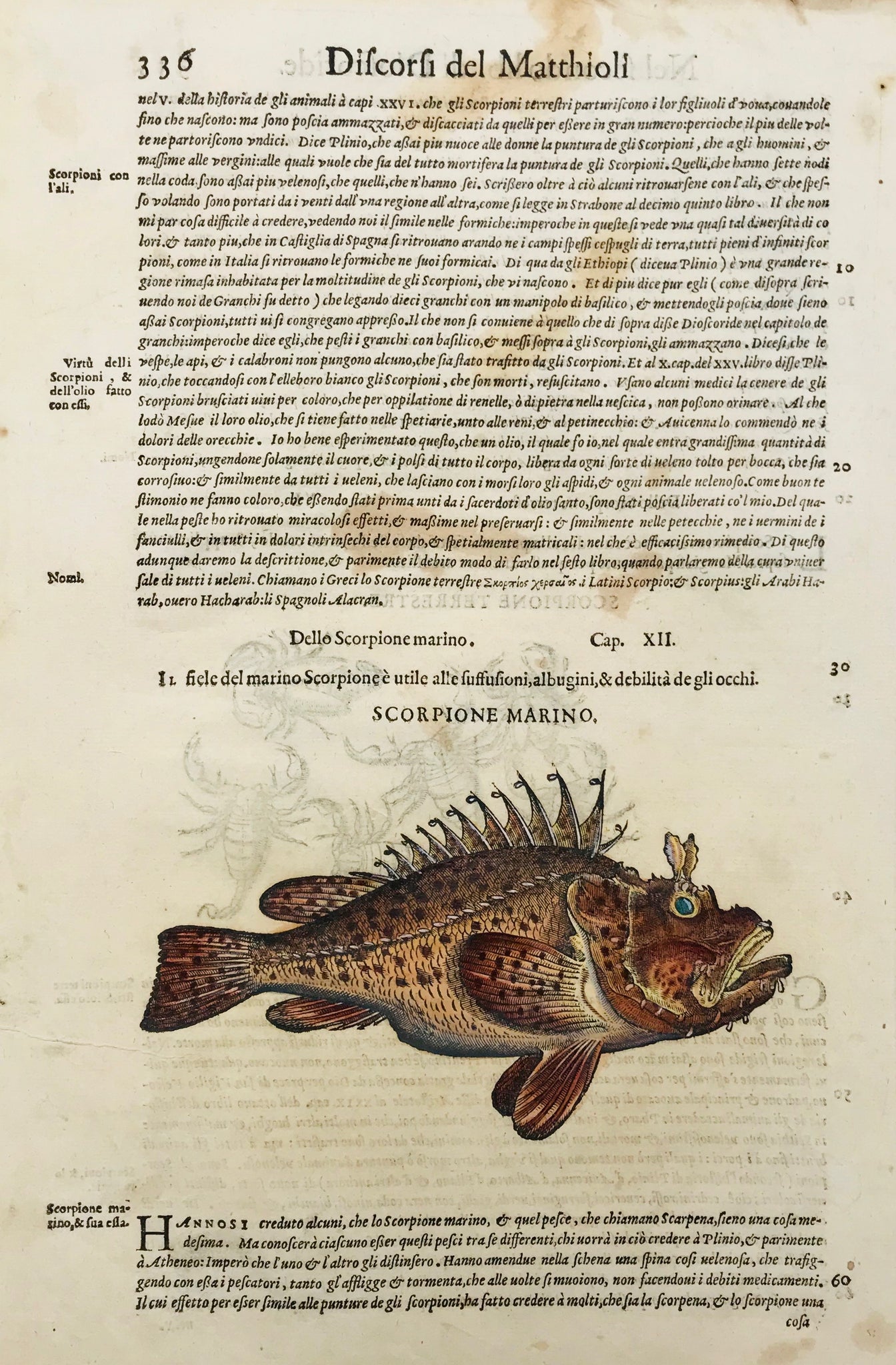 Scorpione Marino (Type of Stone fish)  Drago Marino (Stone Fish)  Woodcut by Pietro Andrea Mattioli (1500-1577). Published 1571. Reverse side is printed with an image of land scorpions plus text in Italian.