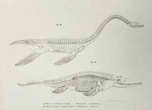 Der langhalsige Seedrache ( Plesiosaurus dolichodeirus) Der gemeine Crocodil-Drache ( Ichthyosaurus communis)  Lithographs by the k.k. Hof u. Staatsdruckerei ca 1875.  Page size: 24 x 30.5 cm ( 9.4 x 12 ")