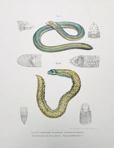 Animals, Reptiles, delphinköpfige Brustschleiche, Lepidosternon Phocaena, berberische Wurmschleiche, Trogonophgis Wiegmannii