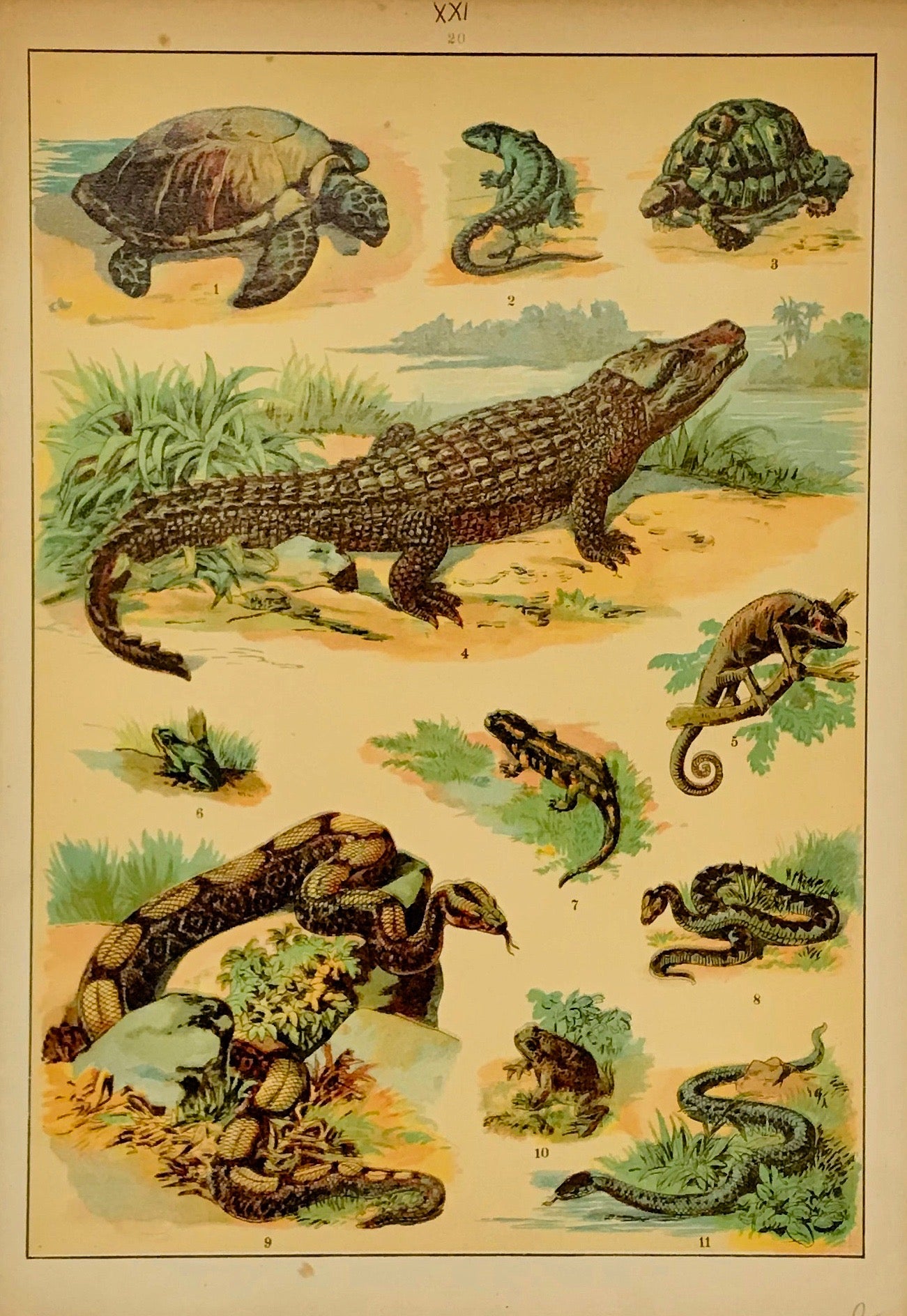 No title  Chromolithograph ca 1900 showing a wide range of reptiles. Light browning on margin edges.