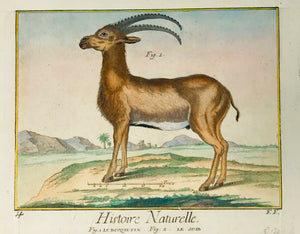 Fig. 1 : "Le Bouquetin"  Copper engraving from "Histoire Naturelle" ca 1780. Modern hand coloring. Upper margin has been added. Crease on left side.