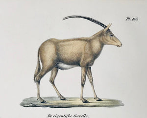 De eigenlyke Gazelle  Antique Animal Prints by H. Schinz  These lithographs in original hand coloring were published 1827. The various animals shown are very true-to-life and very decorative. If you are looking for special animals, please contact us.