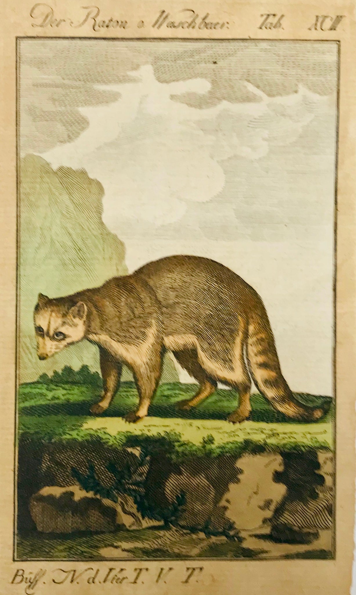 Der Raton or Waschbaer  Copper engraving ca 1780. Original hand coloring. Right margin is narrow.