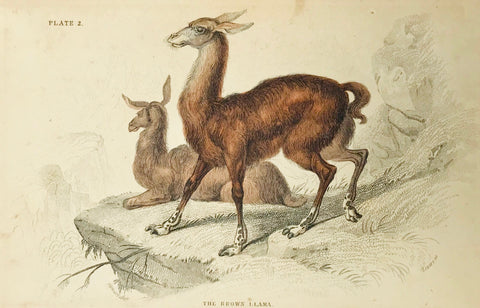 The Brown Llama  Steel etching by Lizars, ca 1860. Original hand coloring. Narrow bottom margin. A few very light spots.