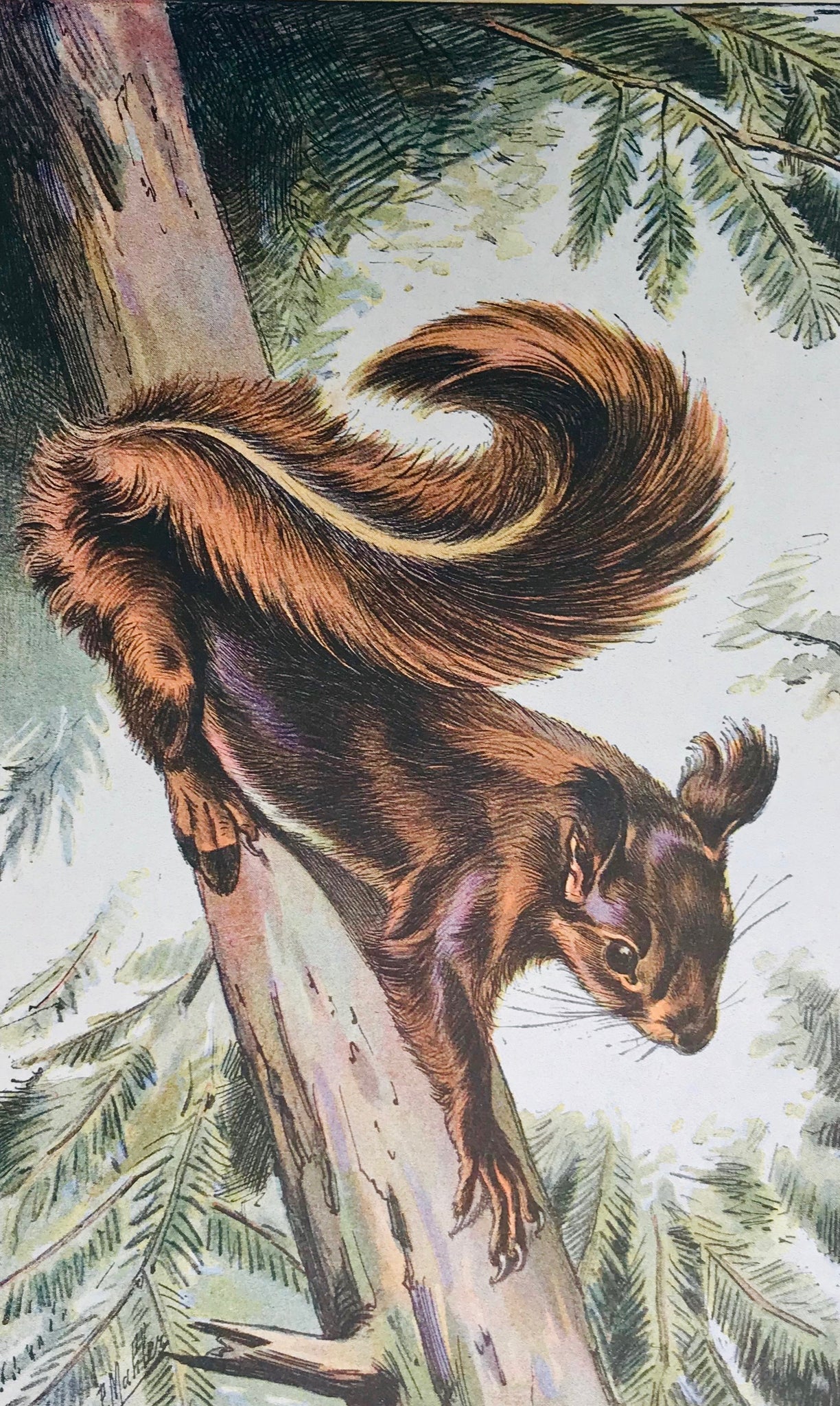 Squirrel: No title.  Photogravure printed in color after the original watercolor by P. Mahler. 1907.