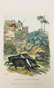 Hunting: Shooting Peccaries  Copper engraving by Howitt dated 1819. Modern hand coloring. Spot in upper left image.