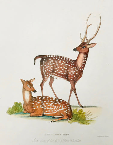 The Ganges Stag  In the Collection of Earl Darnby, Cobham Hall, Kent.  Published by Thomas Kelly in London, 1829  A series of copper etchings in zoologically correct and very fine modern coloring.