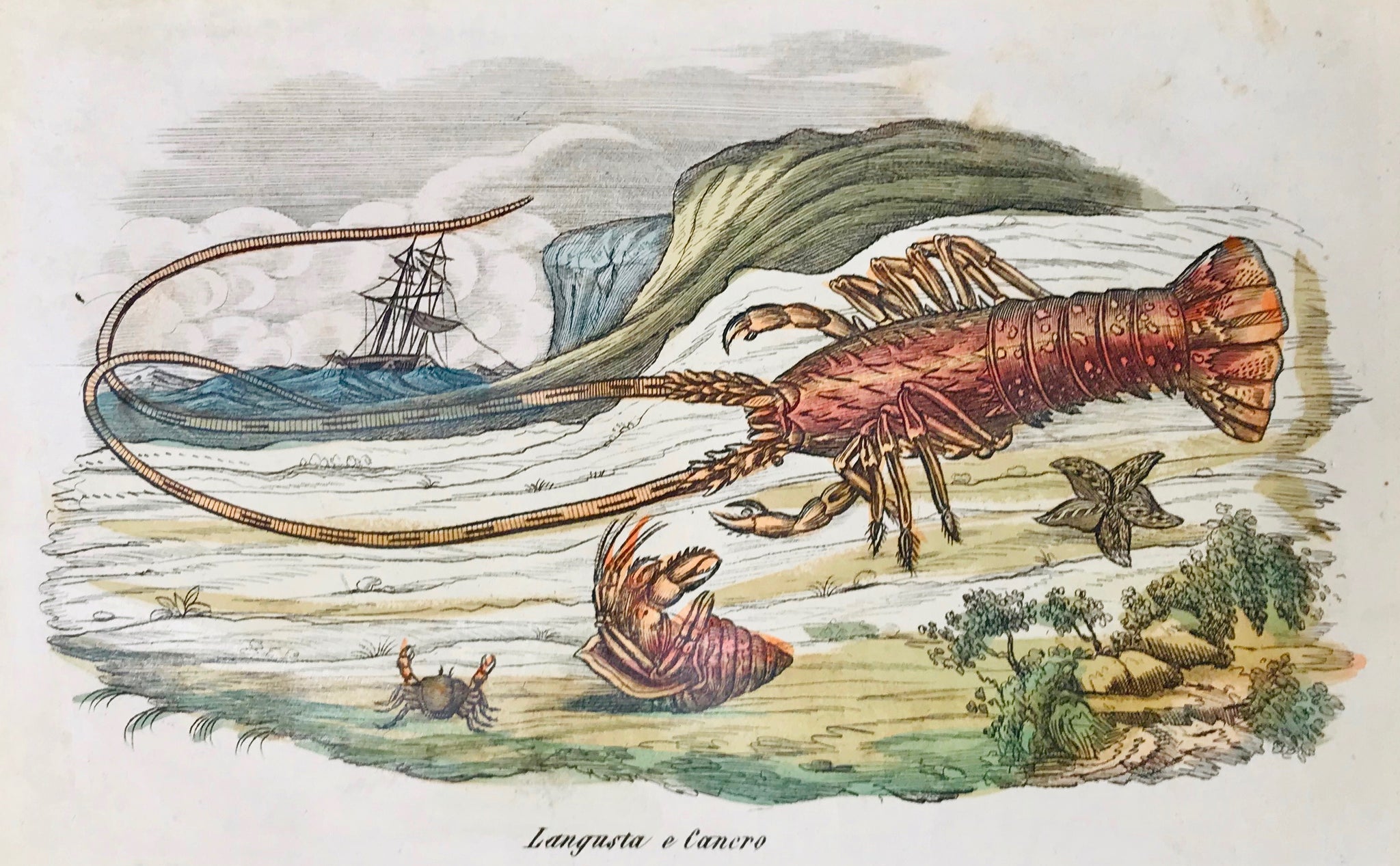 "Langusta e cancero" - Crawfish and Crabs.  Originally hand-colored etching by an anonymous artist.  Italian, ca. 1860. A few signs of age and use..  12 x 19 cm (ca. 4.7 x 7.5")