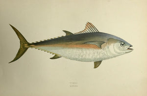 "Tunny"  Length of fish: 20 cm ( 7.8 ")    Antique Fish prints by Jonathan Couch  from: "History of the Fishes of the British Islands"  Original hand-colored steel engravings by Jonathan Couch.  Published in London, 1870