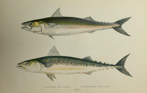  "1. Dotted Mackerel. 2. Scribbeled Mackerel"  Length of lower fish: 18.5 cm ( 7.2 ")  Antique Fish prints by Jonathan Couch  from: "History of the Fishes of the British Islands"  Original hand-colored steel engravings by Jonathan Couch.  Published in London, 1870