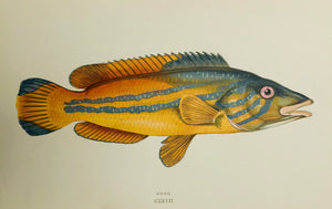 "Cook"  Length of fish: 20.5 cm ( 8 ")  Antique Fish prints by Jonathan Couch  from: "History of the Fishes of the British Islands"  Original hand-colored steel engravings by Jonathan Couch.  Published in London, 1870