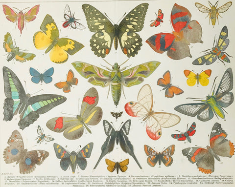 "Schmetterlinge I"  Lithograph made after a painting by A. Reichert. Published 1895. Below are the names of the butterflies. Vertical centerfold.