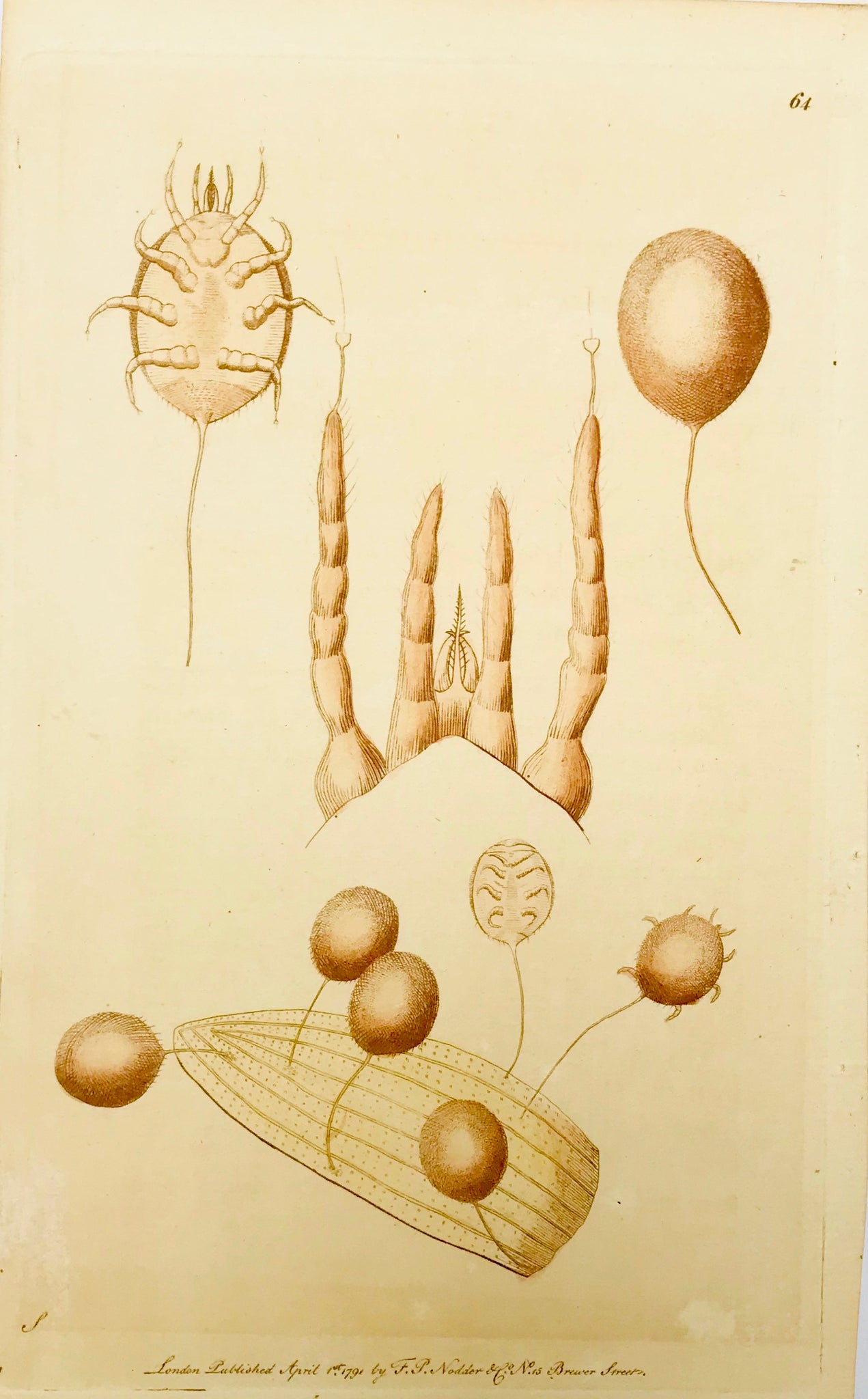 No title (Tick - Zecke - Acari - Ixodida)  Toned lithograph dated 1791. Published by Nodder in London. Minor signs of age.
