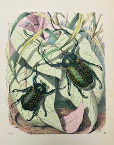 No Title  On a separate page of text (in English) is the title: Indian Beetles. Wood engraving dated 1852. Fine, original hand coloring.