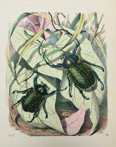 No Title  On a separate page of text (in English) is the title: Indian Beetles. Wood engraving dated 1852. Fine, original hand coloring.