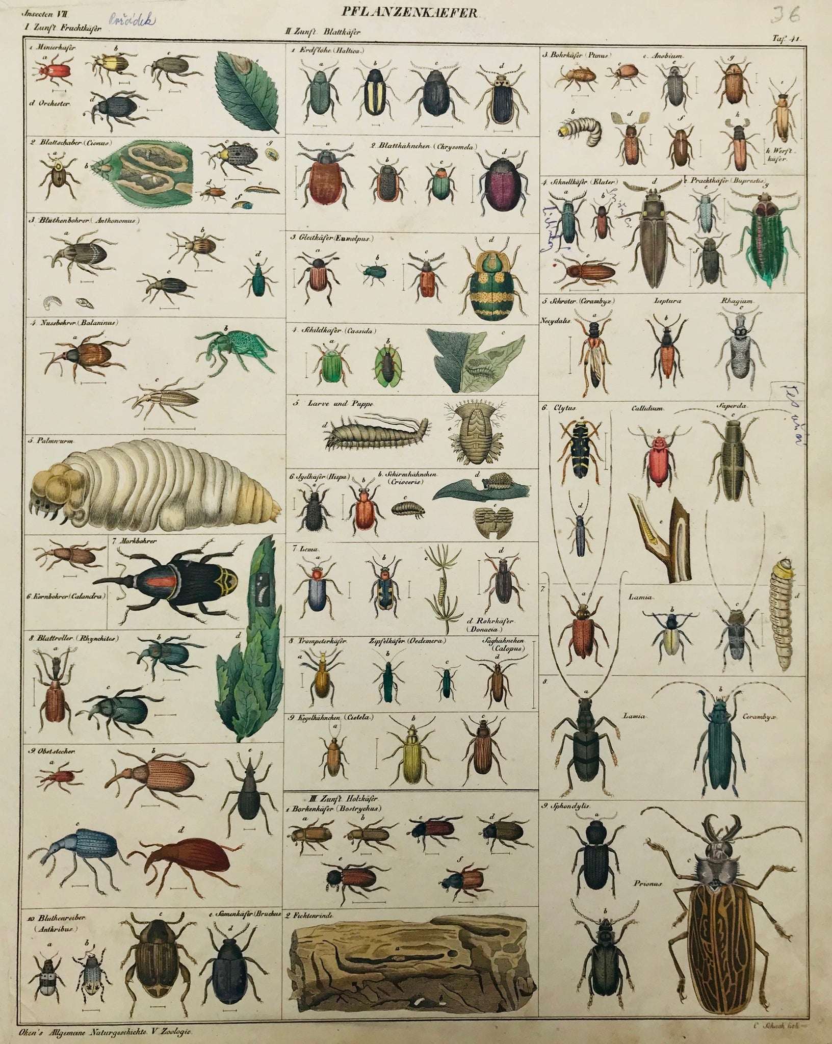 "Pflanzenkaefer" ( Plant beetles )  Steel engraving by Schuch from "Oken´s Allgemeine Naturgeschichte. VI Insekten", ca 1850. Very fine original hand coloring. A few spots and smudging in margins.