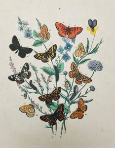 Antique Butterfly Prints  From F. Berge's Schmetterlingsbuch