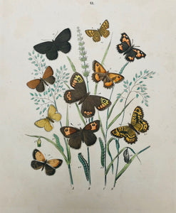 Arranged like colorful and beautiful flower bouquets, these attractive and decorative hand-colored lithographs show, with scientific accuracy, the colorful European world of butterflies and moths. While the scientist finds his Arctiidae, Drepanulidae, Geometridae, Psychidae or Zygaenidae, the lover of beauty finds his eyeful of pleasantry, enjoying multitude and arrangement and the abundance of color
