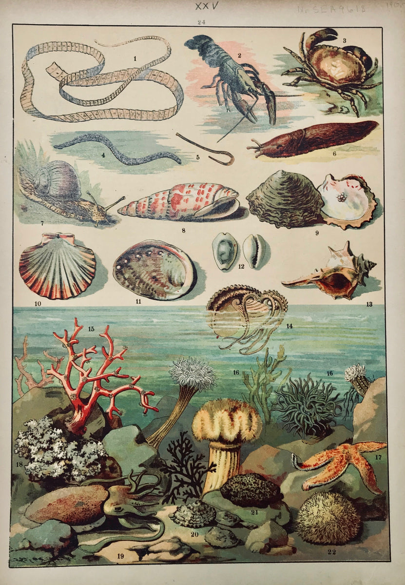 Seacreatures: no title – Philographikon Antique Maps and Prints