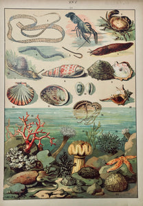 marine life, saline, sea creatures: No Title  Chromolithograph, ca 1890. Light browning on margin edges.