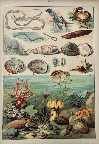 marine life, saline, sea creatures: No Title  Chromolithograph, ca 1890. Light browning on margin edges.