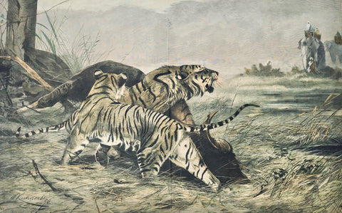 Tigers and elephants