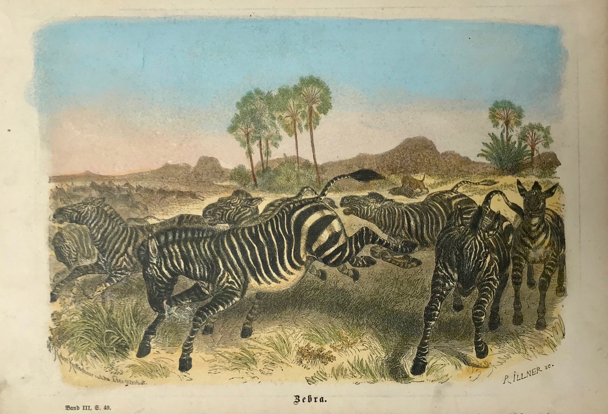 Animals, Zebra
