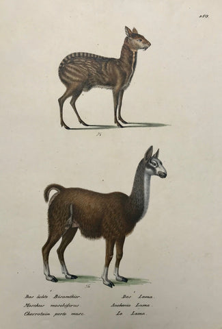 Das aechte Bisamthier Das Lama Moschus moschiferus Auchenia Lama Chevrotain prte musc Le Lama.