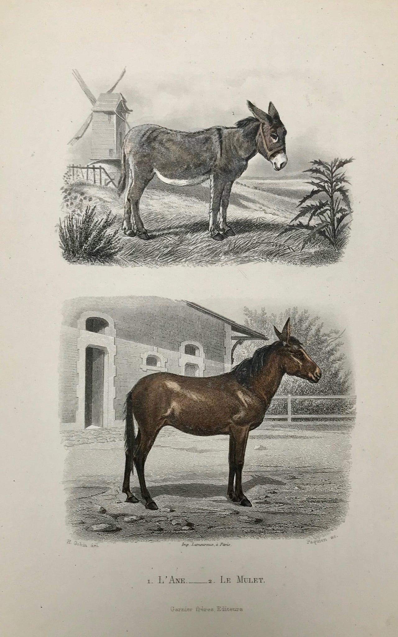 "L Ane Le Mulet"  Steel engraving by Paquin by H. Gobin ca 1840. Original hand coloring.