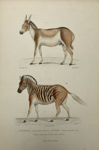 "Le Dzigtai (Equs hemionus Pall)" "Le Daw (Equs Burchellii - Gray)"  Stipple engravings by Annedouch after Dussumier and Cross ca.1840. Original hand coloring.