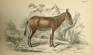 "Asinus Hamar"  Steel engraving from " The Naturalist's Library" that was published by Henry Bohn in London about 1860, engraved by Lizars. 
