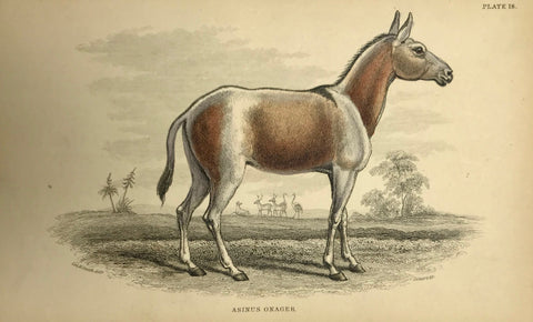 Donkey: "Asinus Onager"