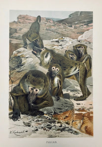 Pavian  Chromolithograph after Wilhelm Kuhnert, ca 1890.