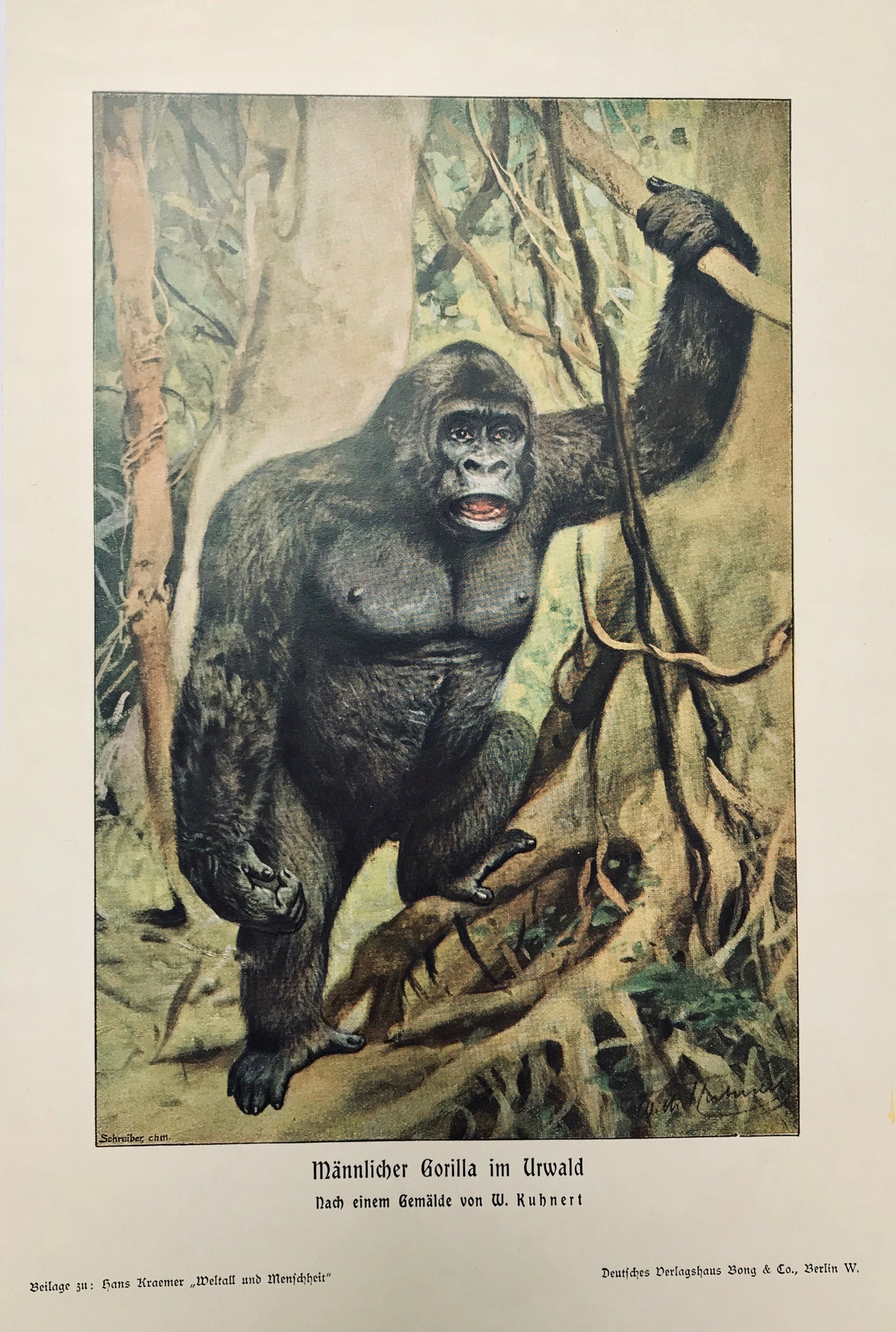 Gorilla: "Maennlicher Gorilla im Urwald"  Wood engraving printed in color after a painting by Wilhelm Kuhnert 1904.