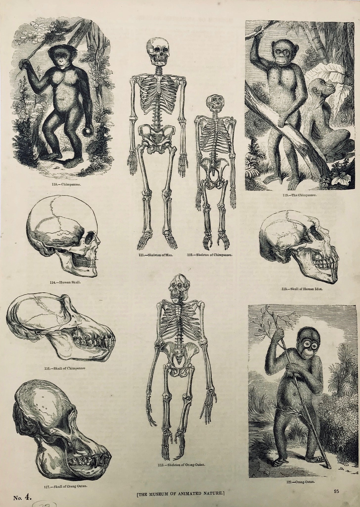 No Title  At the top of the print are comparisons and images of skulls and skeletons of humans and chimpanzes. At the bottom is a skull, skeleton and image of an orang-outan.  Wood engraving ca 1875. Backside is printed with information (in English) about apes, monkey, lemurs and chimpanzes. Print has two tiny repaired tears on right margin edge. A few minor spots. Light creasing in lower right margin corner.