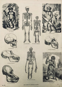 No Title  At the top of the print are comparisons and images of skulls and skeletons of humans and chimpanzes. At the bottom is a skull, skeleton and image of an orang-outan.  Wood engraving ca 1875. Backside is printed with information (in English) about apes, monkey, lemurs and chimpanzes. Print has two tiny repaired tears on right margin edge. A few minor spots. Light creasing in lower right margin corner.