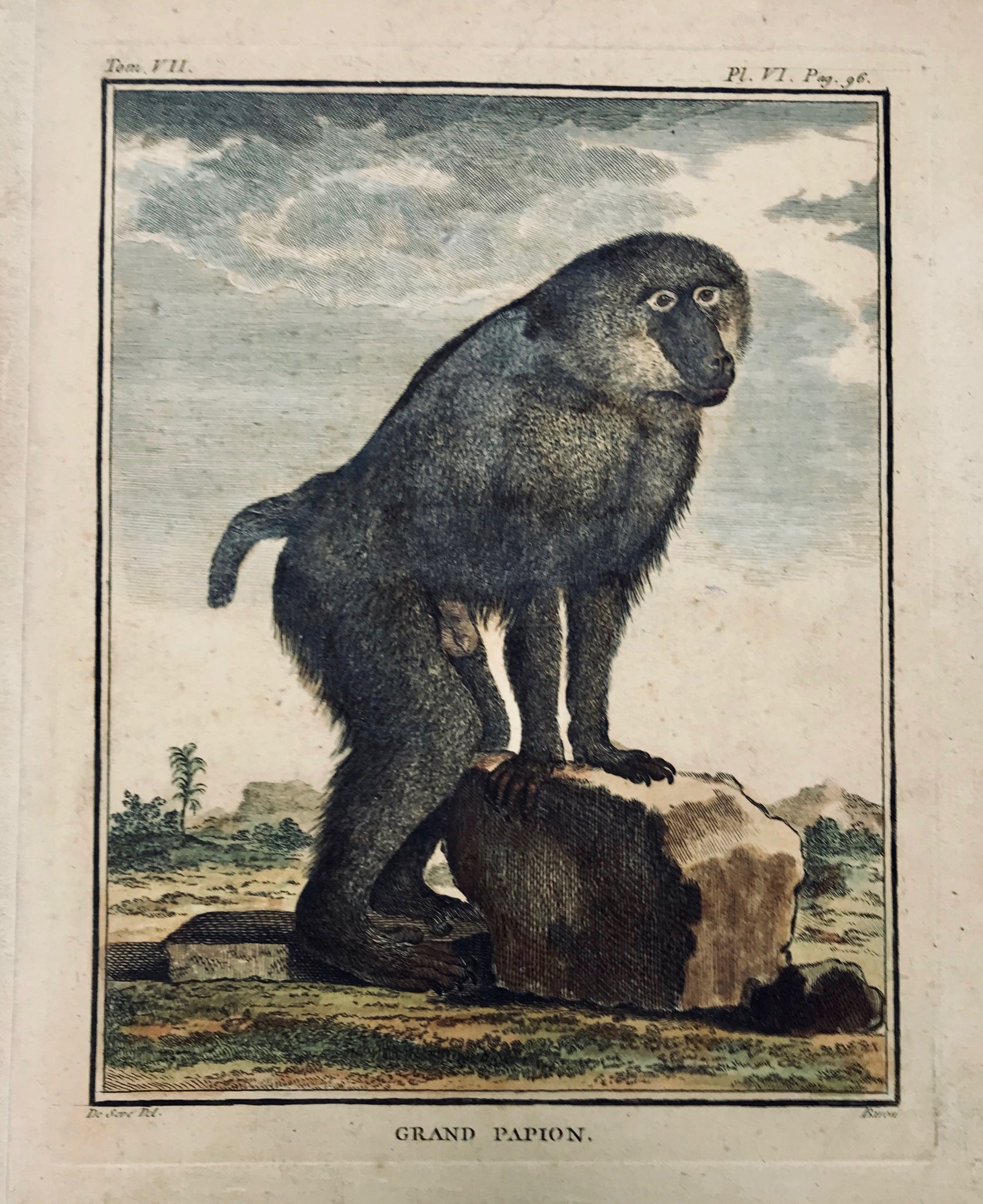 Grand Papion  Copper etching by Baron after De Seve from "Histoire Naturelle", published 1751 in Paris. Modern hand coloring. Left margin has been widened.