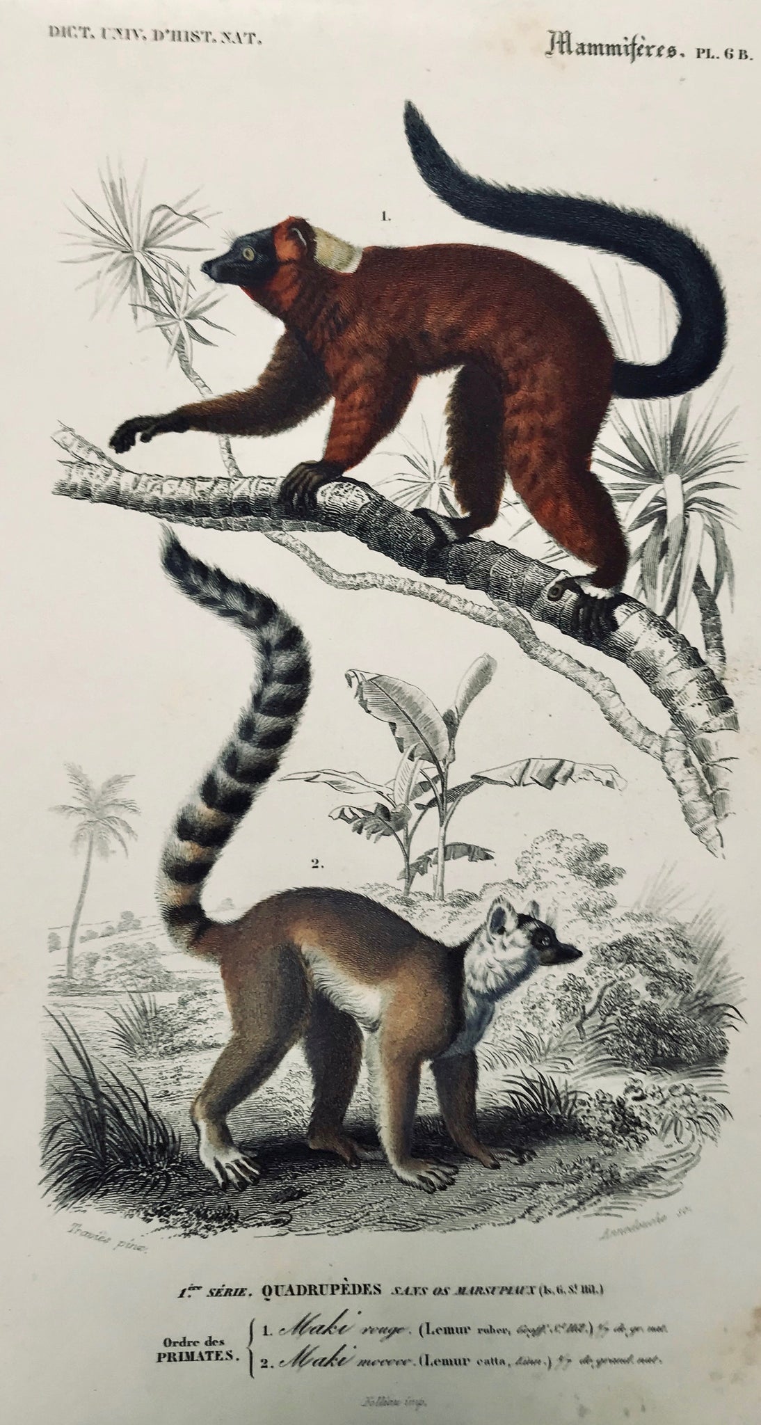 Monkeys: "Ordre des Primates" "1. Maki rouge (Lemur ruber)" "2. Maki mococo (Lemur catta)"  Fine steel engraving by Annedouche after Travies ca 1855.