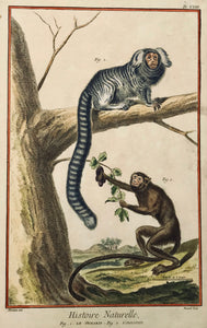 Monkeys: Fig. 1. Le Tamarin. Fig. 2. L'Ouistiti