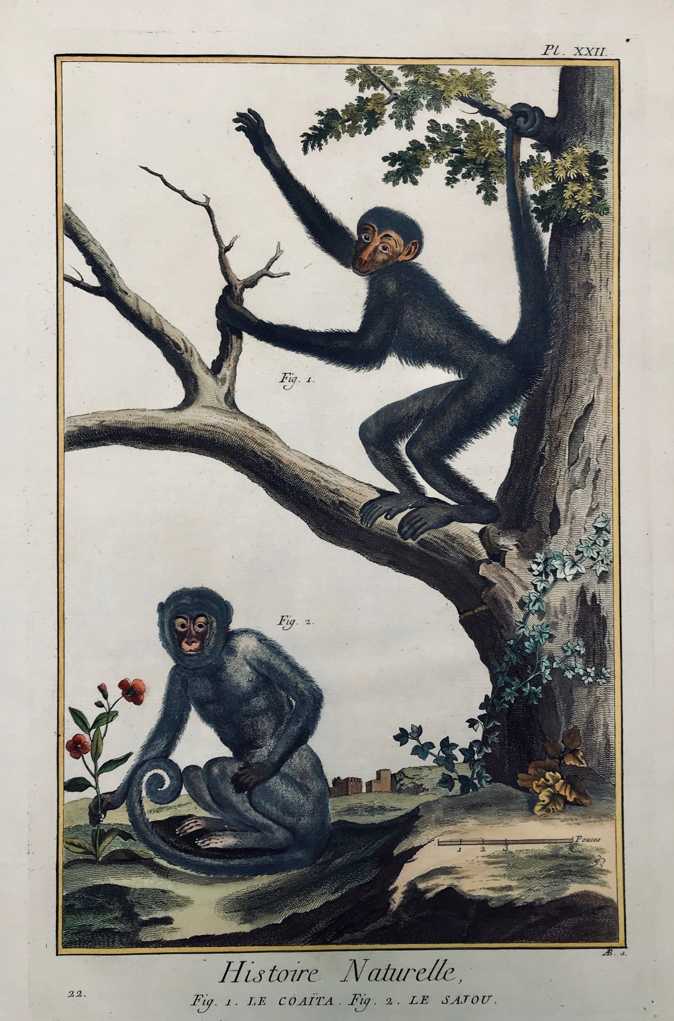 Monkeys: Fig. 1. Le Coaita. Fig. 2. Le Sajou.  Copper etching from "Histoire Naturelle", published 1751 in Paris. Modern hand coloring.