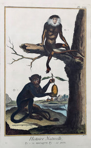 Monkeysw: Fig. 1. Le Macque. Fig. 2. Le Douc  Copper etching from"Histoire Naturelle", published 1751 in Paris. Modern hand coloring.