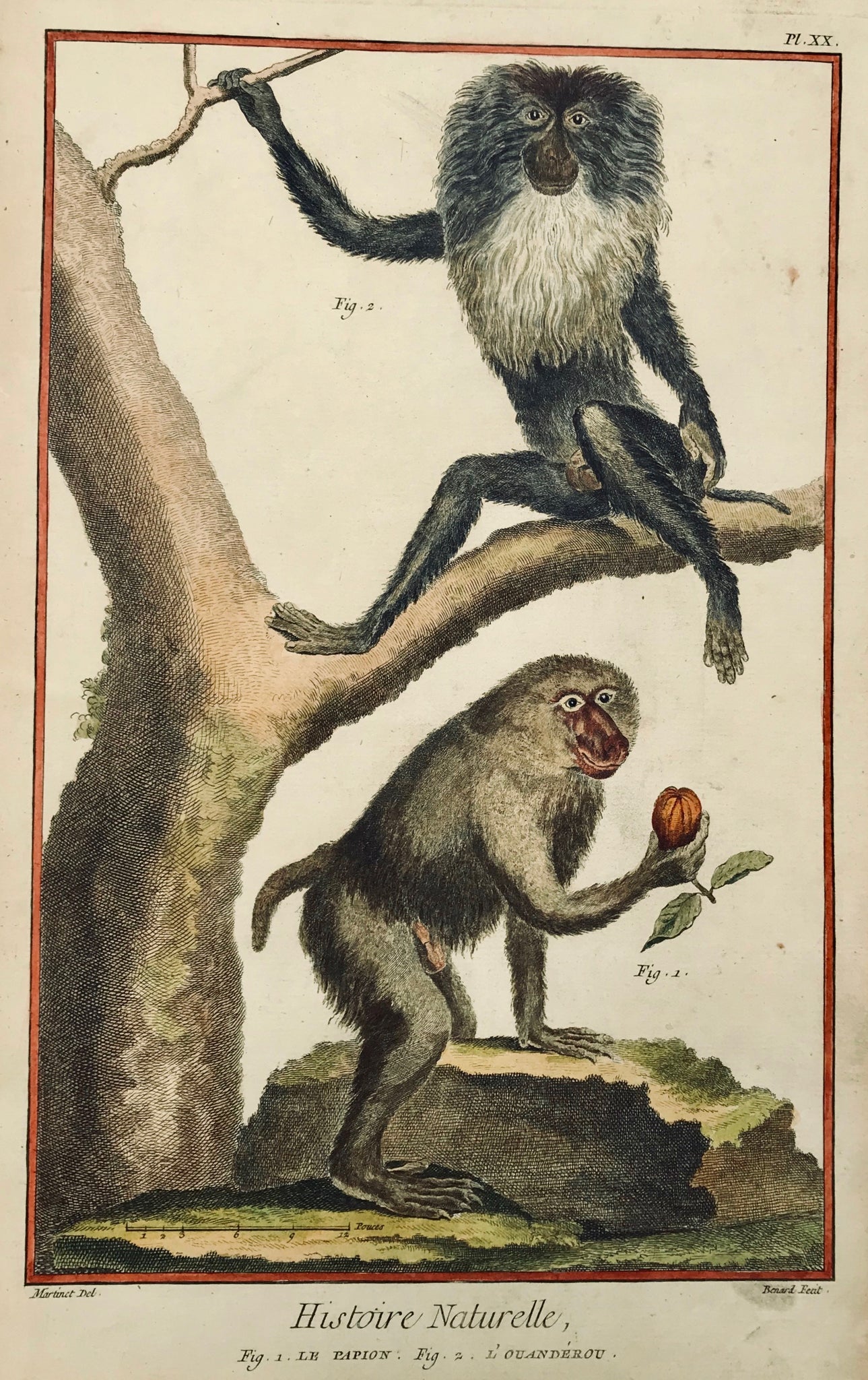 Monkeys: Fig. 1. Le Papion. Fig. 2. L'Ouanderou  Copper etching by Bernard after Martinet for "Histoire Naturelle", published 1751 in Paris.