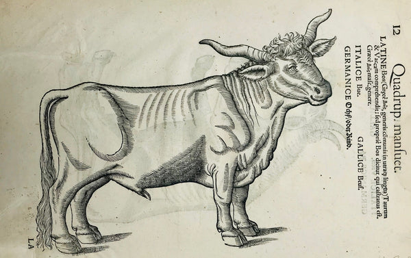 "Cow" in 5 languages (Latin, Italian, German Greek, French)  Reverse side: "Ox" in 4 languages (Latin, Italian, German, French)  Woodcut. Published in "Historia Animalum" by Conrad Gessner  Published in Zurich, Switzerland from 1551-1587