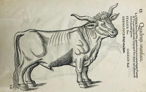 "Cow" in 5 languages (Latin, Italian, German Greek, French)  Reverse side: "Ox" in 4 languages (Latin, Italian, German, French)  Woodcut. Published in "Historia Animalum" by Konrad Gesner  Published in Zurich, Switzerland from 1551-1587