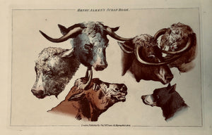 Cows: Superb quality line etching by Henry Thomas Alken (1785 - 1851). Stupendous original hand-coloring!  Printed by Thomas McLean in London, 1824.