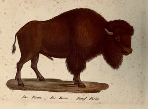 "Der Bison" (Bos - Boeuf - Buffalo)  Lithograph. Excellent original hand coloring.  Published in: "Naturgeschichte der Säugetiere"  by Heinrich Rudolf Schinz (1777-1861)  Publisher: Joseph Brodtmann (1787-1862)