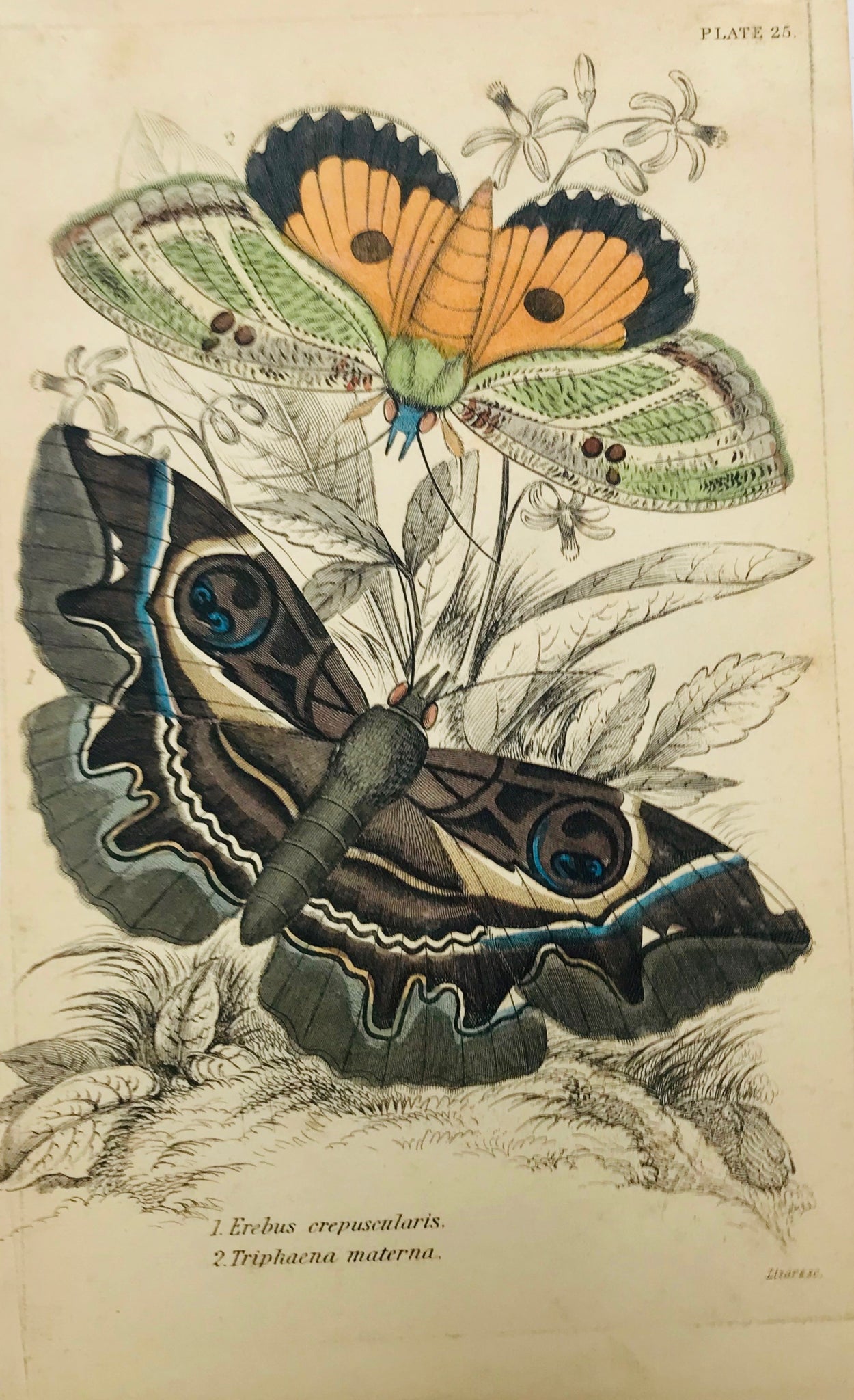 "Erebus crepuscularis Triphaena materna"  Steel engraving by Lizars in original hand coloring. From "Naturalist´s Library", ca 1860. Left margin is narrow with light creases.