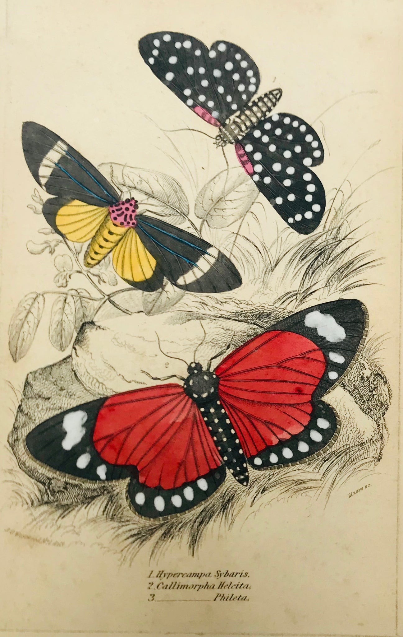 "Hypercampa Sibaris Callimphora Helcita Phileta"  Steel engraving by Lizars in original hand coloring. From "Naturalist´s Library", ca 1860. Light age toning.