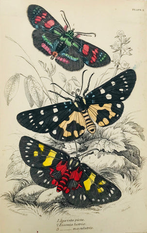 "Agarista picta. Eusemia lectris. Maculatrix"  Steel engraving by Lizars in original hand coloring. From "Naturalist´s Library", ca 1860. Light age toning.